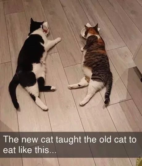 Cat Meme of the day